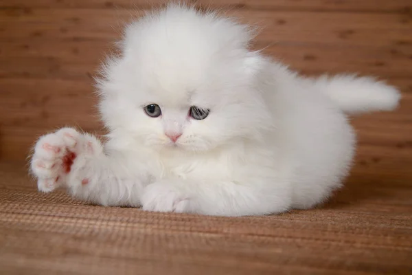 Beyaz Lop Kulaklı Skoç Highland Kedi Pençesal — Stok fotoğraf