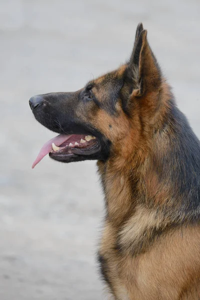 Portrait Beautiful German Shepherd — Stock Photo, Image