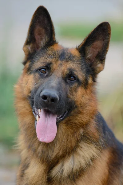 Portrait Beautiful German Shepherd — Stock Photo, Image