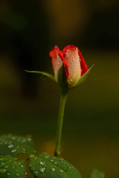 雨の中で開かれていない赤いバラ — ストック写真