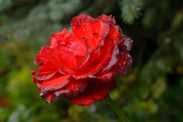 Beautiful Openwork Big Red Rose Raindrops — Stock Photo, Image