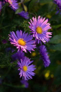 Açılmamış güzel tomurcuklar, tepesinde de hrrrrrrrrrrrrrrrrrrrrr.