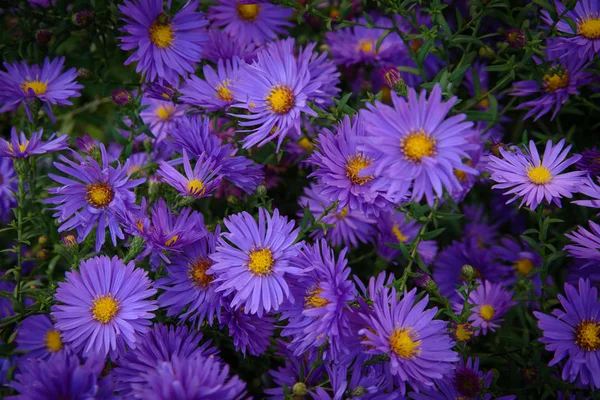 Ungeöffnete Schöne Knospen Mit Hrasnthem Der Spitze — Stockfoto