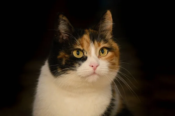 Portret Pięknej Trójbarwnej Jasnej Kotki Ciemnym Tle Domu — Zdjęcie stockowe