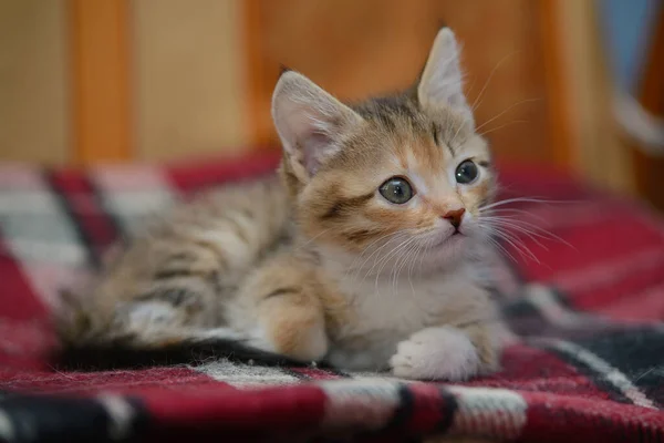 Cute Kitten Three Color Color Stripes Blue Eyes Lies Checkered — Stock Photo, Image