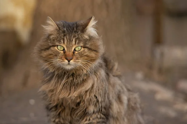 Kucing Berbulu Halus Dengan Mata Hijau Wol Berkembang Dalam Angin — Stok Foto