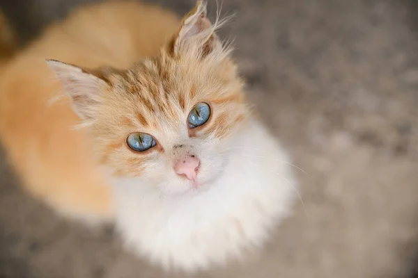 Modrooký Červenobílý Neživou Kočkou Ulici Špinavou Opuštěnou Kočkou — Stock fotografie