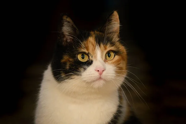 Portrait of a beautiful tricolor bright cat on a dark background in the house — Stock Image Portrait Beautiful Tricolor Bright Cat Dark Background House Royalty Free Stock Photos