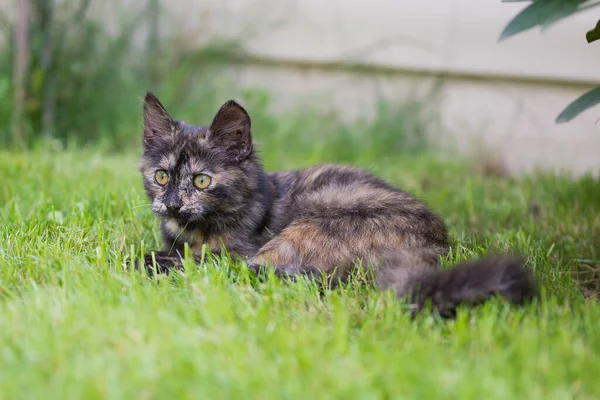 Nettes Kätzchen Schildpatt Farbe Ruht Gras Rasen Sommertag — Stockfoto