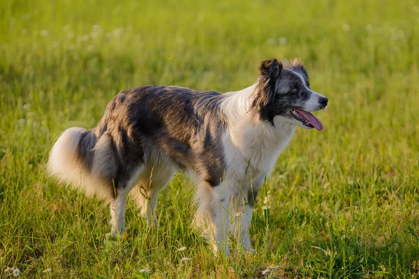 Пограничная Колли Собака Мраморного Цвета Стоит Поле Солнцем — стоковое фото