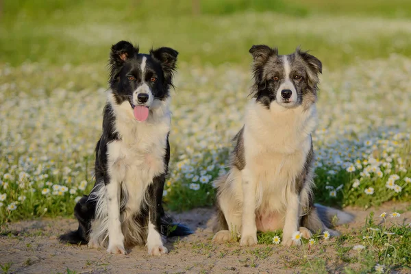 Two Border Collie Dogs Marble Black White White Color Sits — Stock Photo, Image
