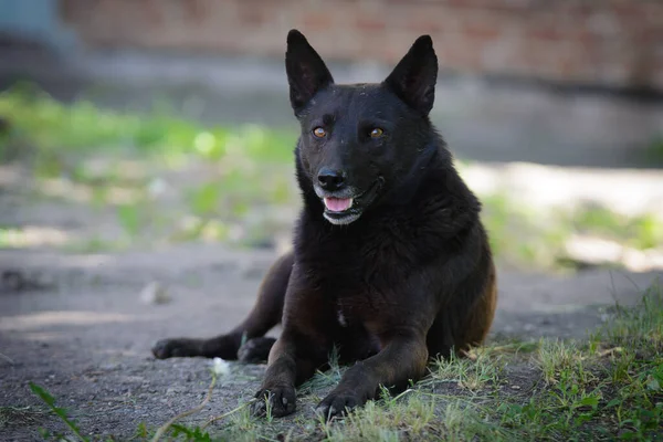 Czarny Stary Bezdomny Bezdomny Samotny Pies Leżący Ulicy Siwymi Włosami — Zdjęcie stockowe