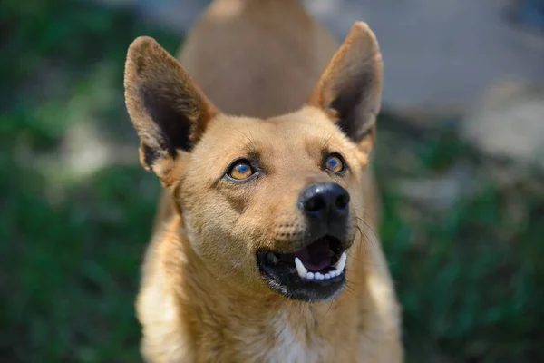 上から赤髪の犬の肖像 白い歯を持つ若い犬 — ストック写真