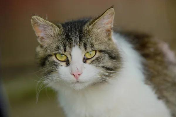 Portero Una Hermosa Calle Ojos Amarillos Gato Color Rayado Con — Foto de Stock