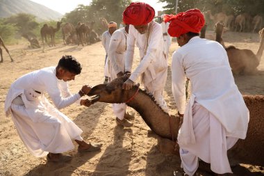 Pushkar, Hindistan - 12 Kasım 2018: Gujarat'tan, Rajasthan'daki Pushkar Camel Fair'de tanımlanamayan Rabari aşiret leri. Fuar Hindistan'ın en büyük deve fuarı..