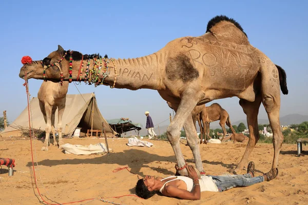 Pushkar Indien November 2018 Unbekannter Zigeunerhirte Trainiert Sein Kamel Für — Stockfoto
