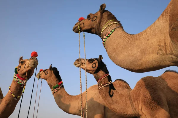 Camelos Decorados Feira Pushkar Camel Rajasthan Índia — Fotografia de Stock