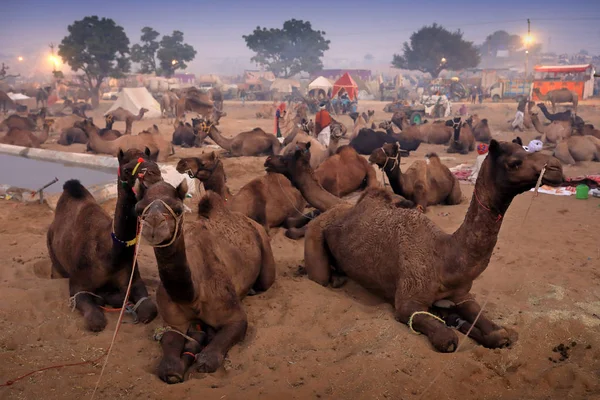 푸쉬카르 2018년 11월 15일 라자스탄 푸쉬카르 박람회에서 낙타와 그라운드 박람회는 — 스톡 사진