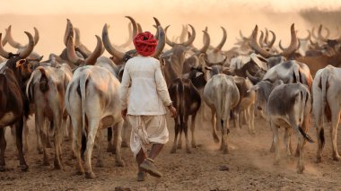 Rann Of Kutch, Hindistan - 8 Aralık 2018: Gujarat'ın Kutch ilçesinde kırsal bir köyde tanımlanamayan Rabari çobanı. Kutch bölgesi aşiret yaşamı ve geleneksel kültürü ile ünlüdür..