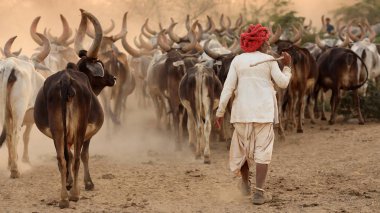 Rann Of Kutch, Hindistan - 8 Aralık 2018: Gujarat'ın Kutch ilçesinde kırsal bir köyde tanımlanamayan Rabari çobanı. Kutch bölgesi aşiret yaşamı ve geleneksel kültürü ile ünlüdür..