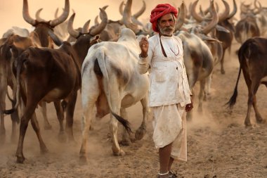 Rann Of Kutch, Hindistan - 8 Aralık 2018: Gujarat'ın Kutch ilçesinde kırsal bir köyde tanımlanamayan Rabari çobanı. Kutch bölgesi aşiret yaşamı ve geleneksel kültürü ile ünlüdür..
