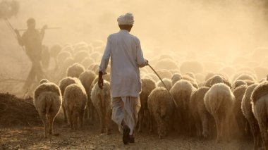 Shepard ve bir koyun sürüsü Jaisalmer, Hindistan 'daki Thar Çölü' nde