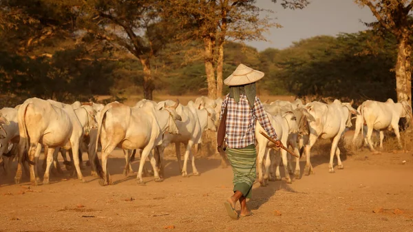 Burmese Woman Drives Her Cattle Herd Dusty Country Road Bagan — Stock Photo, Image