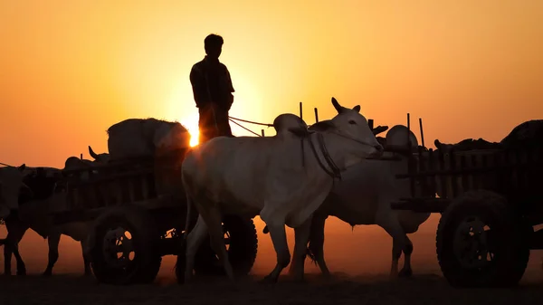 Barmánský Farmář Jezdí Svým Vozíkem Prašné Venkovské Cestě Bagani Myanmar — Stock fotografie