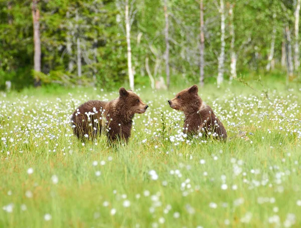 Dois Jovens Ursos Marrons Meio Flores Algodão Pântano Finlandês Leste — Fotografia de Stock
