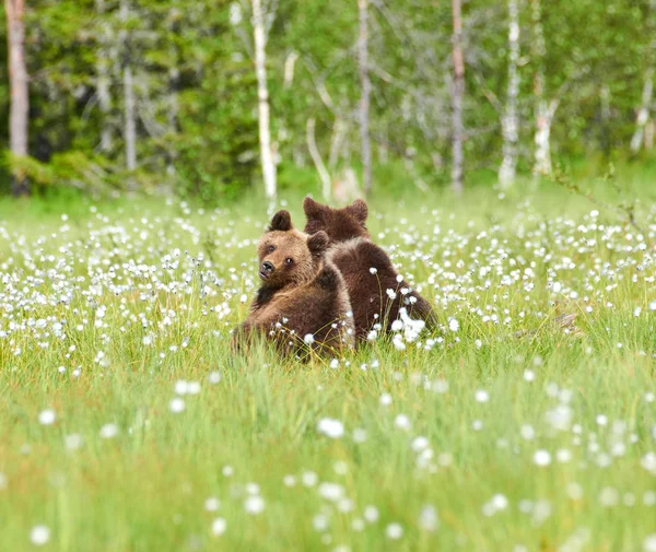 Två Unga Brunbjörn Som Sitter Mitten Cottongrass Blommor Finsk Träsk — Stockfoto