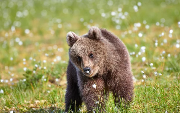 Brown Bear Sniffing Flower Finnish Swamp Eastern Finland Summer Evening — Stock Photo, Image