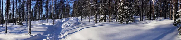 Trail Het Besneeuwde Bos Panorama Lapland Finland — Stockfoto