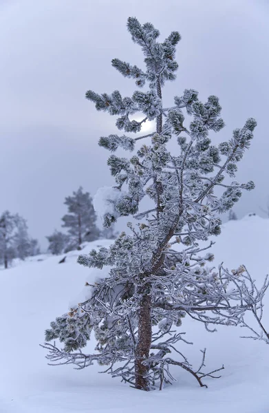 Ijzige Besneeuwde Naaldboom Een Viel Lapland Finland Bewolkt Winternamiddag — Stockfoto