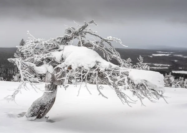 Ijzige Besneeuwde Gedraaide Naaldboom Bovenop Een Viel Lapland Finland Dramatische — Stockfoto