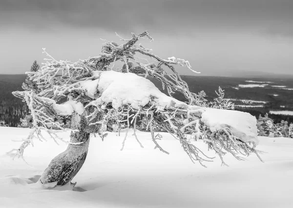 Ijzige Besneeuwde Gedraaide Naaldboom Bovenop Een Viel Lapland Finland Dramatische — Stockfoto