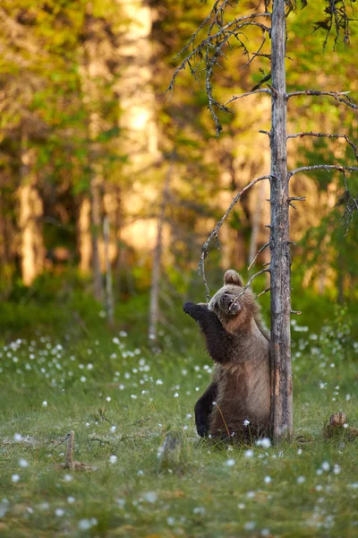 Filhote Urso Marrom Mastigar Ramo Seco Pântano Nordeste Finlândia Luz — Fotografia de Stock