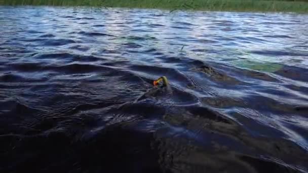 Βόρειο Πάικ Αγωνίζεται Αργή Κίνηση Μετά Από Την Αλιεύονται Λίμνη — Αρχείο Βίντεο