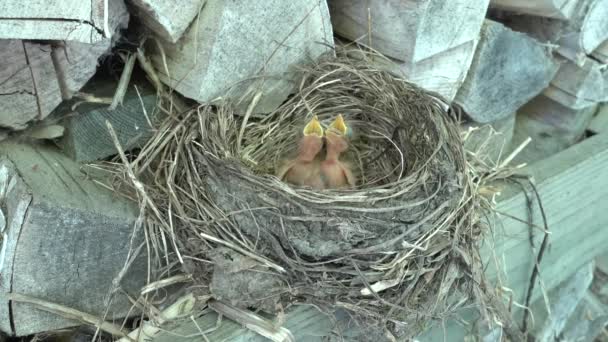 Two Newly Hatched Hairy Fieldfare Chicks Nest Opening Beaks Food — Stock Video