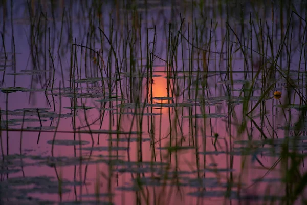 Reflection of the moon in lake water in the middle of the thick Lakeshore bulrush and European white water lily growth in the middle of the night at the end of July in Western Finland.