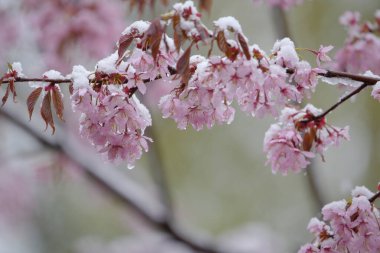 Mayıs ayında Helsinki, Finlandiya 'da beklenmedik kar fırtınası sırasında eriyen ıslak karla kaplı kiraz ağacı çiçekleri ve dallar.