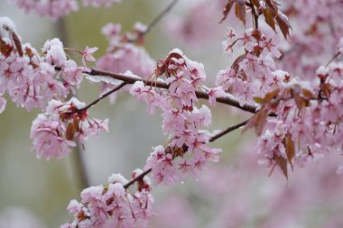 Mayıs ayında Helsinki, Finlandiya 'da beklenmedik kar fırtınası sırasında eriyen ıslak karla kaplı kiraz ağacı çiçekleri ve dallar.
