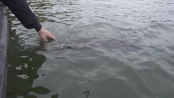 Een Sportvisser Brengt Ongedeerd Snoek Terug Naar Oostzee Nadat Het — Stockvideo