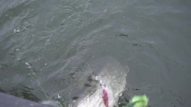 Hooked Northern Pike Caught Sports Fisherman Fighting Jumping Out Sea — Stock Video