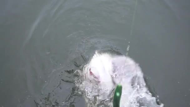 Noordelijke Snoek Gevangen Door Een Sportvisser Vechtend Springend Uit Zee — Stockvideo