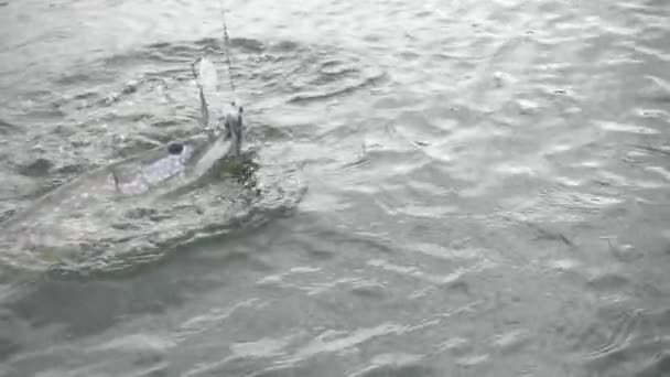 Lucio Del Norte Enganchado Capturado Por Pescador Deportivo Que Lucha — Vídeos de Stock