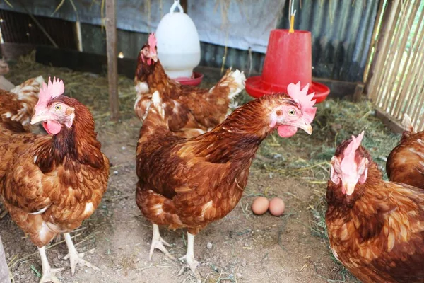 鶏の家に卵と鶏 農家の鶏 — ストック写真