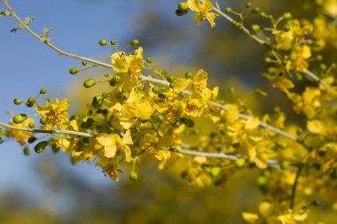 Mavi Palo Verde 'nin sayısız sarı çiçekleri, Parkinsonia Florida, Fabaceae, Twentynine Palms' ın çevresindeki yerli ağaç, Güney Mojave Çölü, İlkbahar.