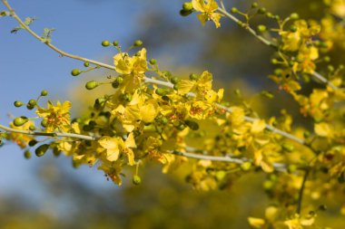 Mavi Palo Verde 'nin sayısız sarı çiçekleri, Parkinsonia Florida, Fabaceae, Twentynine Palms' ın çevresindeki yerli ağaç, Güney Mojave Çölü, İlkbahar.