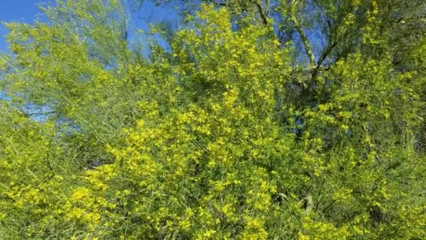 Talrijke Gele Bloesems Van Blue Palo Verde Parkinsonia Florida Fabaceae — Stockvideo