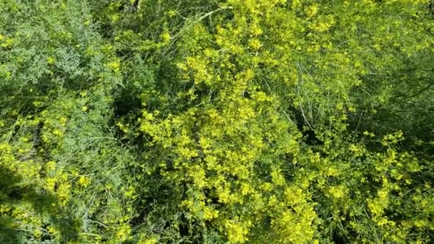 Talrijke Gele Bloesems Van Blue Palo Verde Parkinsonia Florida Fabaceae — Stockvideo